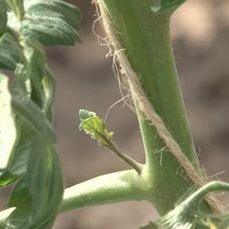 så tomater i vinduskarmen så tomater i vinduskarmen